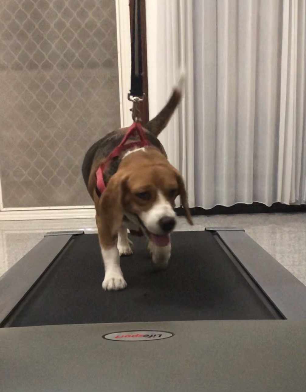 Molly on a treadmill